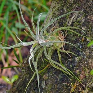 Air Plant -bundle of 10 Plants Assorted Tillandsia